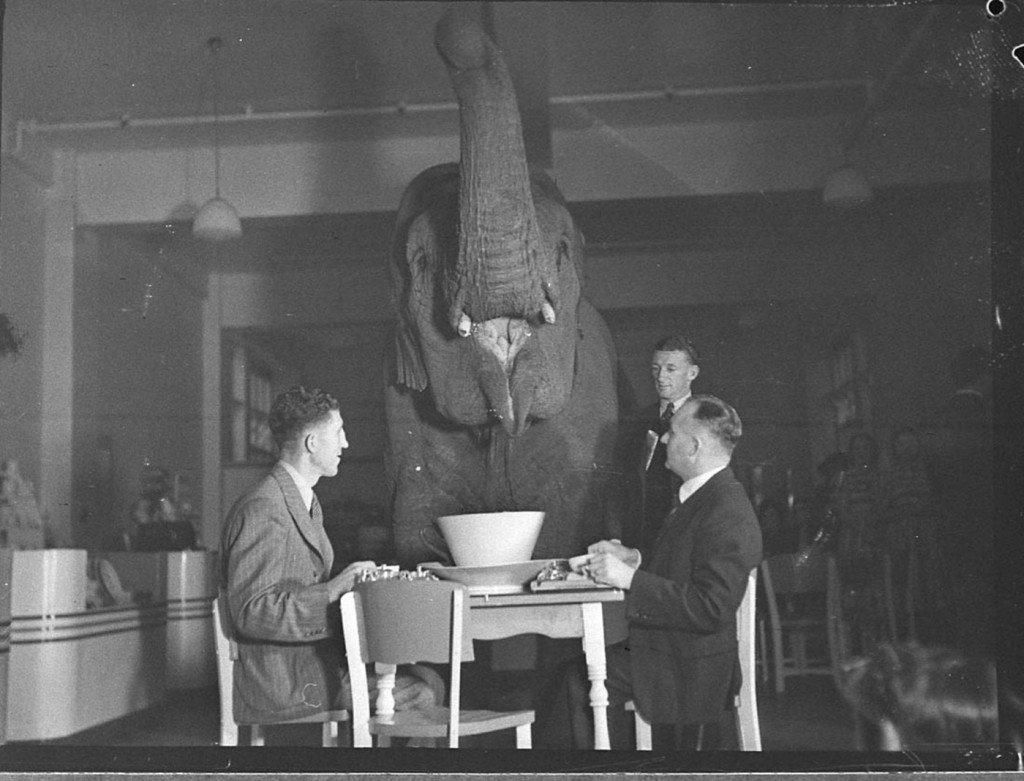 3 men in a room with an Elephant at a table